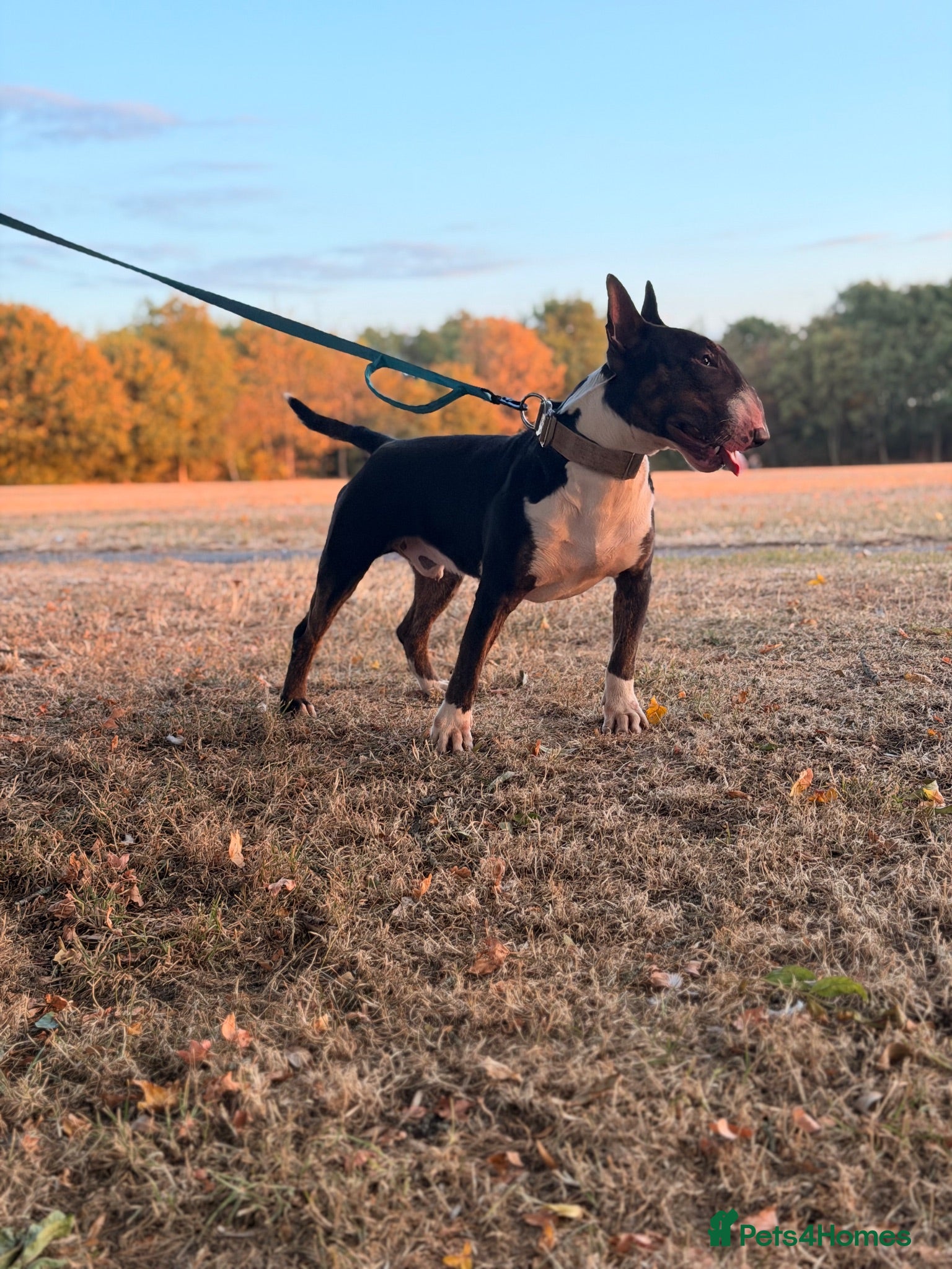 English Bull Terrier dogs Tri English bull terrier stud proven - Advert 4