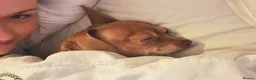 Chiweenie dogs for sale: 4yr old chiweenie looking for quiet home - Advert 5