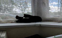 Mixed Breed cats for sale: Four adorable black and white kittens  - Image 2