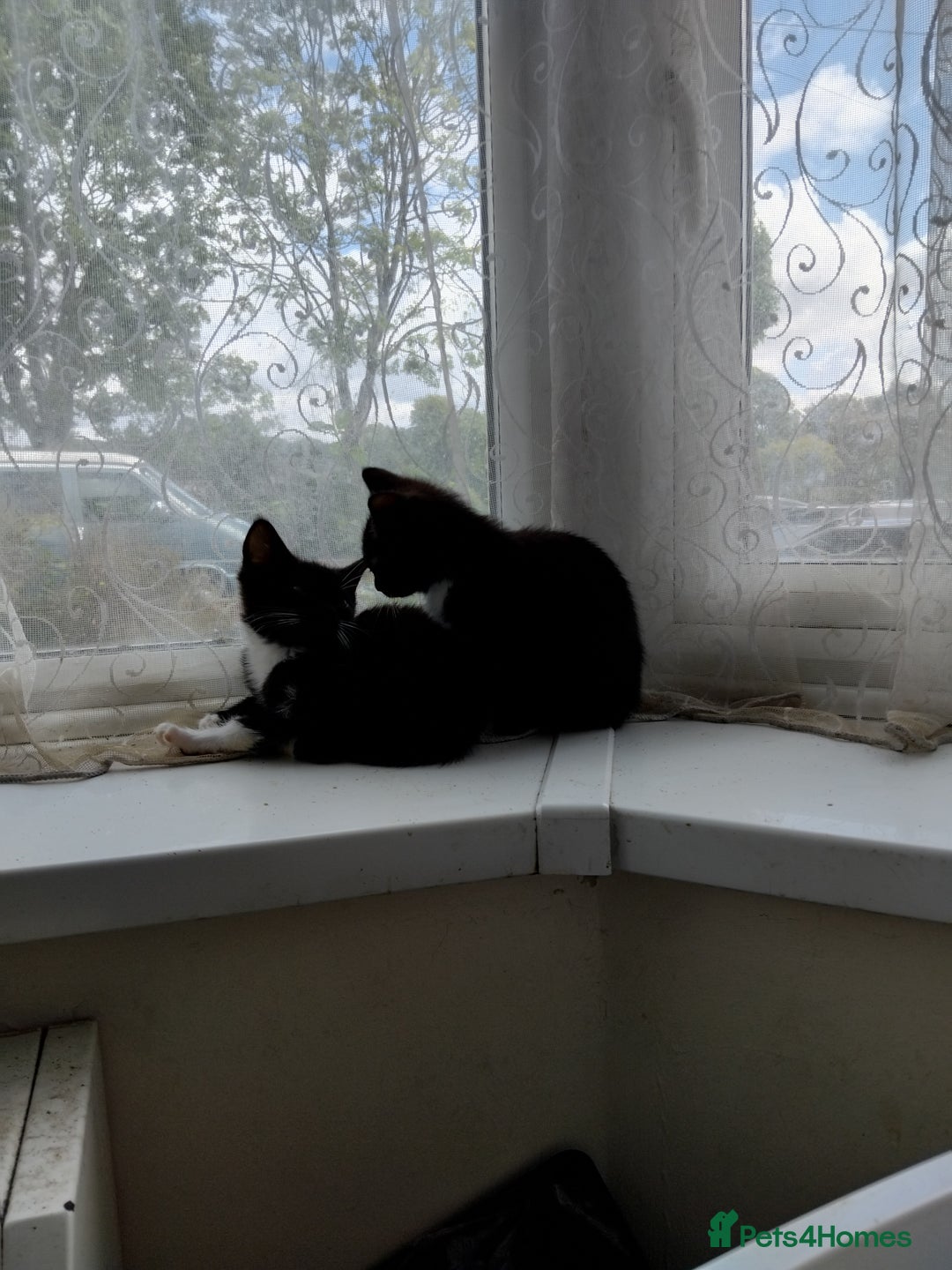 Mixed Breed cats for sale: Four adorable black and white kittens  - Image 2