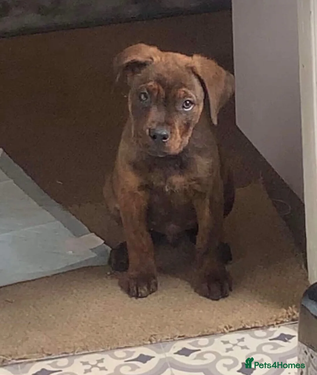 Mixed Breed dogs for sale: Rottweiler 70%/Cane Corso 30% in Burton-on-Trent - Advert 2