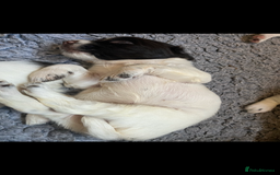 English Springer Spaniel dogs for sale: Oustanding DNA KC working Springer Spaniel pups - Image 6