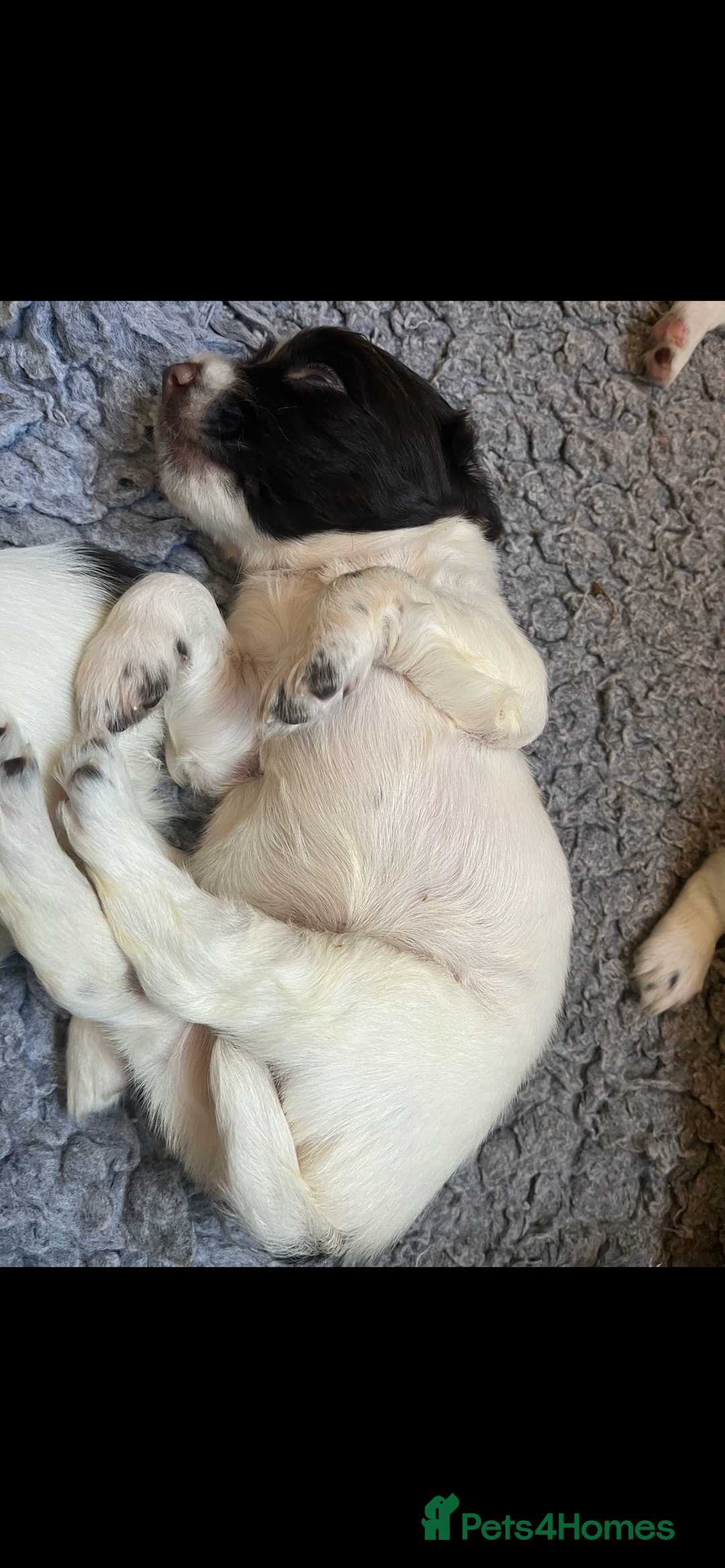 English Springer Spaniel dogs for sale: Oustanding DNA KC working Springer Spaniel pups - Image 6