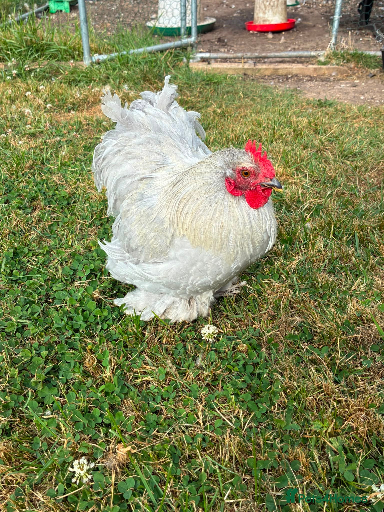 Chickens poultry 🐓 Beautiful Lavender Pekin Bantam Trio  - Advert 1