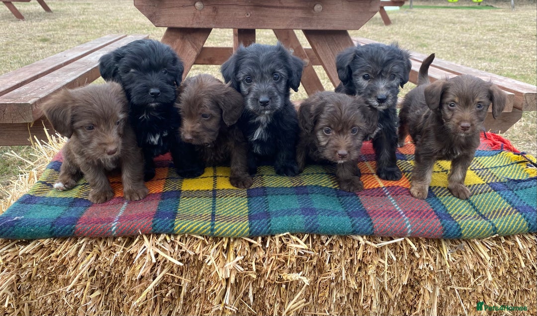 Jackapoo dogs for sale: Jackapoo Puppies - Image 1