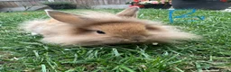 Lionhead rabbits for sale: Lionhead Rabbits for sale  - Advert 2