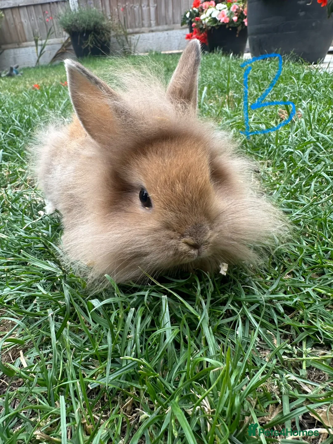 Lionhead rabbits for sale: Lionhead Rabbits for sale  - Advert 2