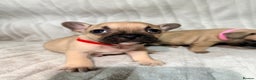 French Bulldog dogs for sale: Pedigree Mum Frenchy Pups-Gorgeous and ready soon! - Advert 21