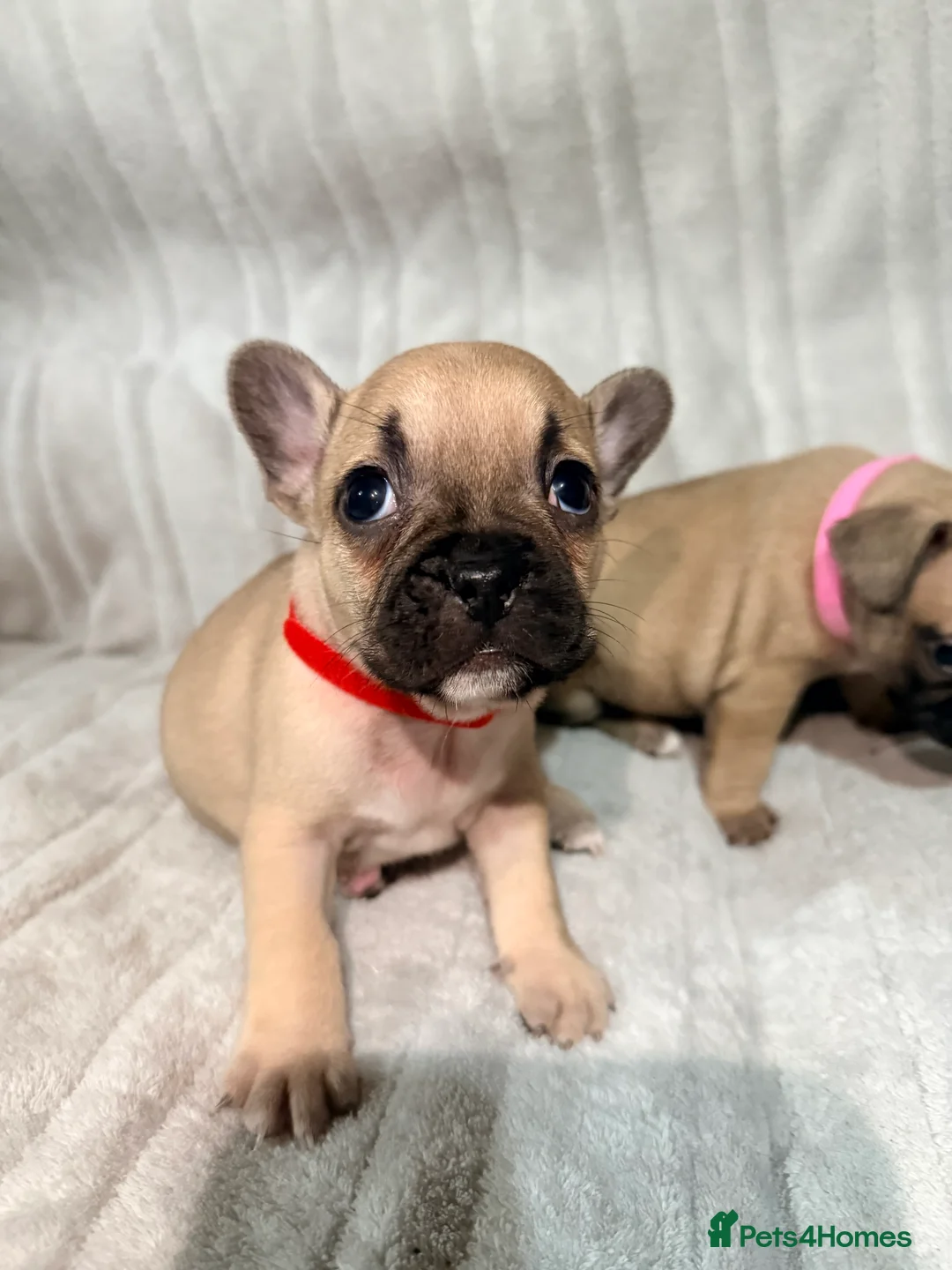 French Bulldog dogs for sale: Pedigree Mum Frenchy Pups-Gorgeous  ! - Advert 22