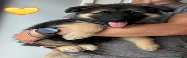 Yellow Collar Female