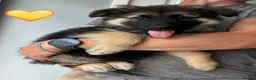 German Shepherd dogs for sale: Gorgeous Black&Tan KC German Shepherds 🐾 in Wisbech - Advert 9