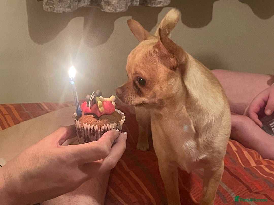 Chihuahua dogs for sale: 1year old loving  puppy who’s needs re homing  - Image 6