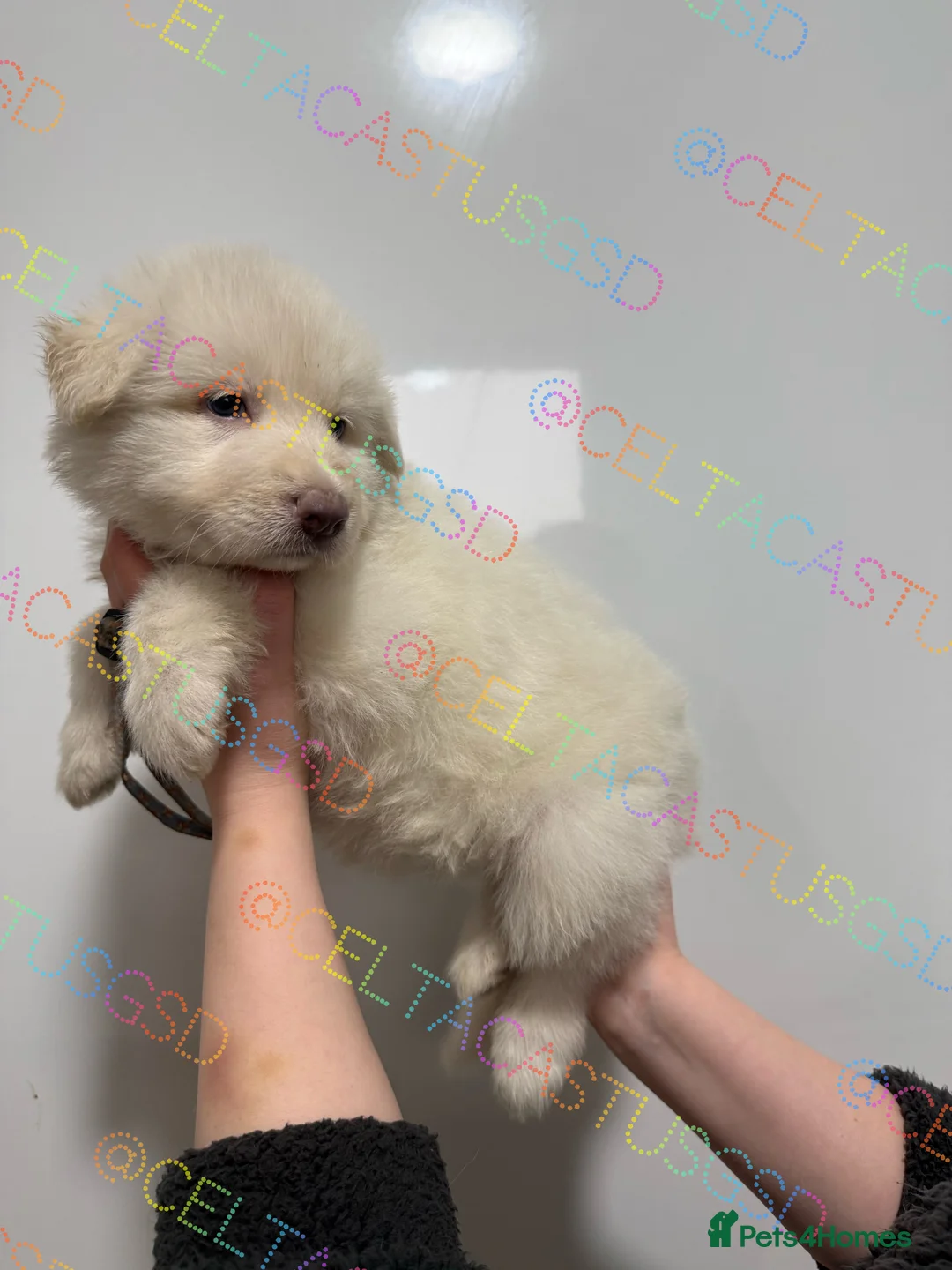 German Shepherd dogs for sale: Kcreg white blue and Isabella German shepherd pups - Advert 16