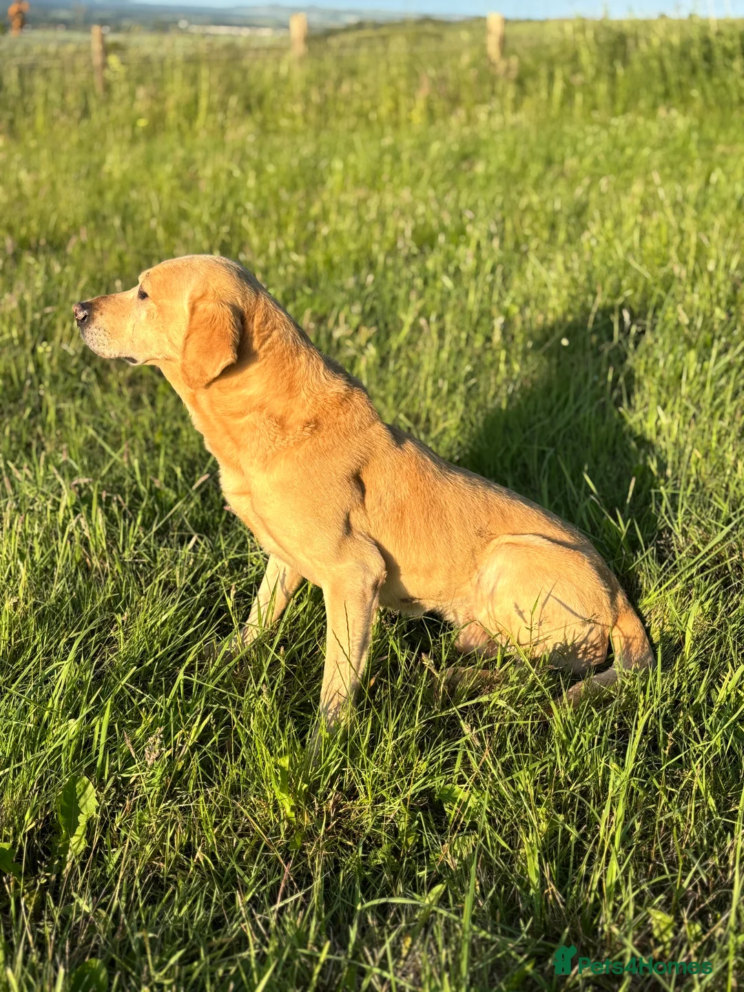 Labrador Retriever dogs for stud: Wesley available for stud - Advert 5
