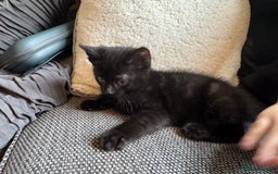 Mixed Breed cats for sale: Kittens ready for new home now  - Image 16