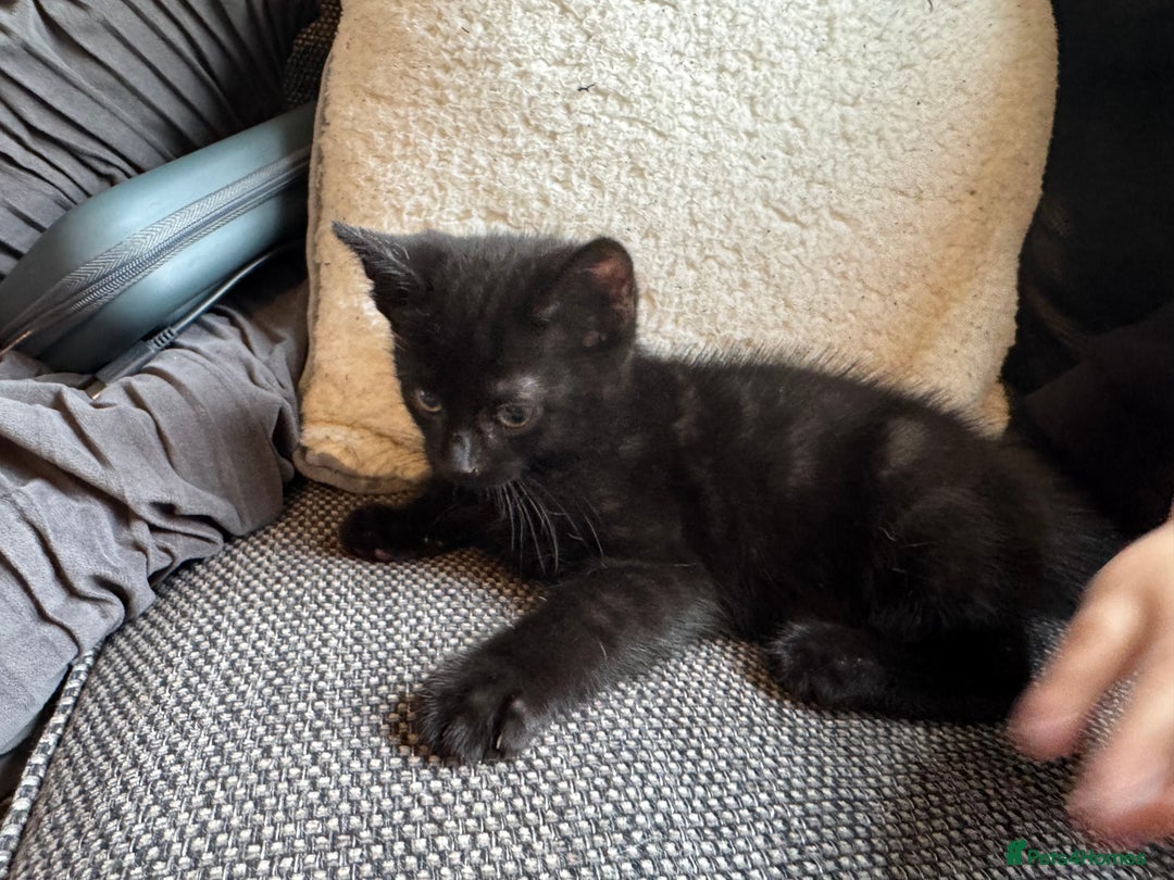 Mixed Breed cats for sale: Kittens ready for new home now  - Image 16