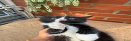 Korat cats for sale: Kittens for Sale – Price Negotiable 🐾 - Advert 12