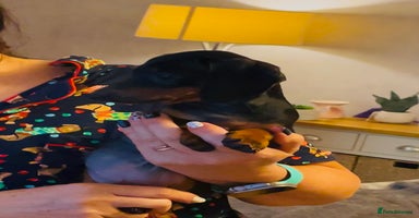 Dachshund dogs - Advert 1