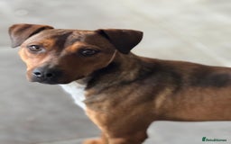 Mixed Breed dogs for adoption: Sweet Gomez looking for Love  - Image 2