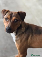 Mixed Breed dogs Sweet Gomez looking for Love - Advert 3