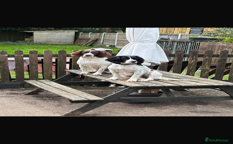 English Springer Spaniel dogs English Springer Spaniels - Advert 2