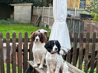 English Springer Spaniel dogs English Springer Spaniels - Advert 1