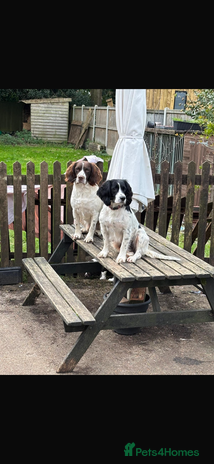 English Springer Spaniel dogs English Springer Spaniels - Advert 2