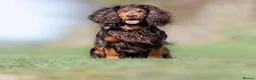 Sprocker dogs for sale: Female puppy in Doncaster - Advert 3