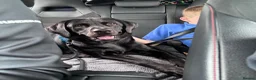 Labrador Retriever dogs for sale: Male black Labrador Retriever  - Advert 4