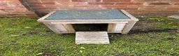 Mini Lion Lop rabbits for sale: Two Beloved female rabbits looking a loving home  in Birmingham - Advert 4