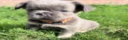 French Bulldog dogs for sale: KC Fluffy French Bulldogs  in Horsham - Advert 4
