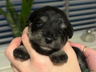 Miniature Schnauzer dogs Fantastic litter of Black and Silver pups K.C Reg - Advert 1