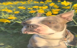 Boston Terrier dogs for sale: Boston Terrier puppies 🐶  - Image 6