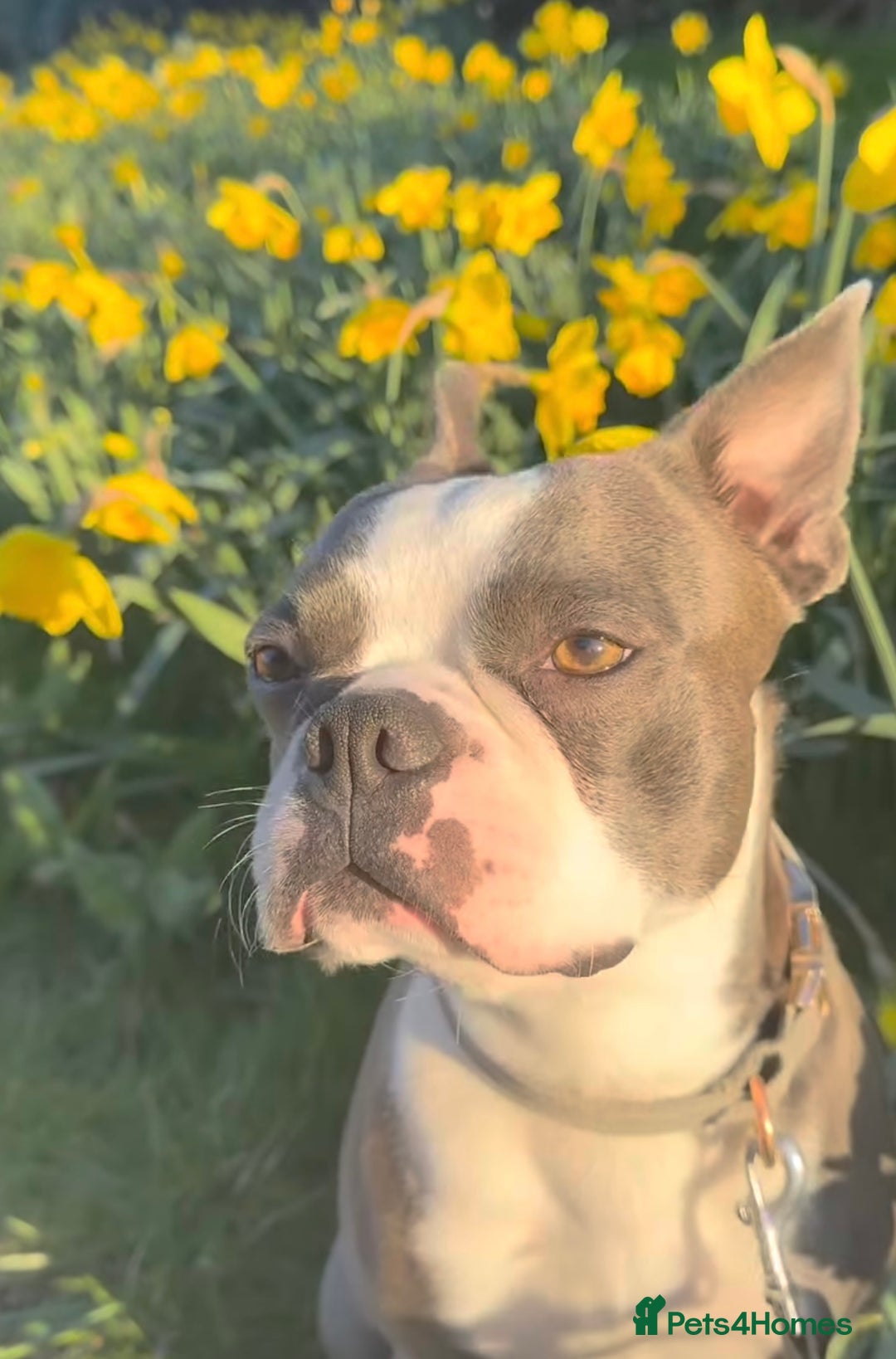 Boston Terrier dogs for sale: Boston Terrier puppies 🐶  - Image 6