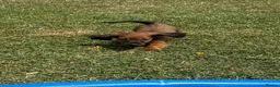 Dachshund dogs for sale: Dachshund puppies  - Advert 6