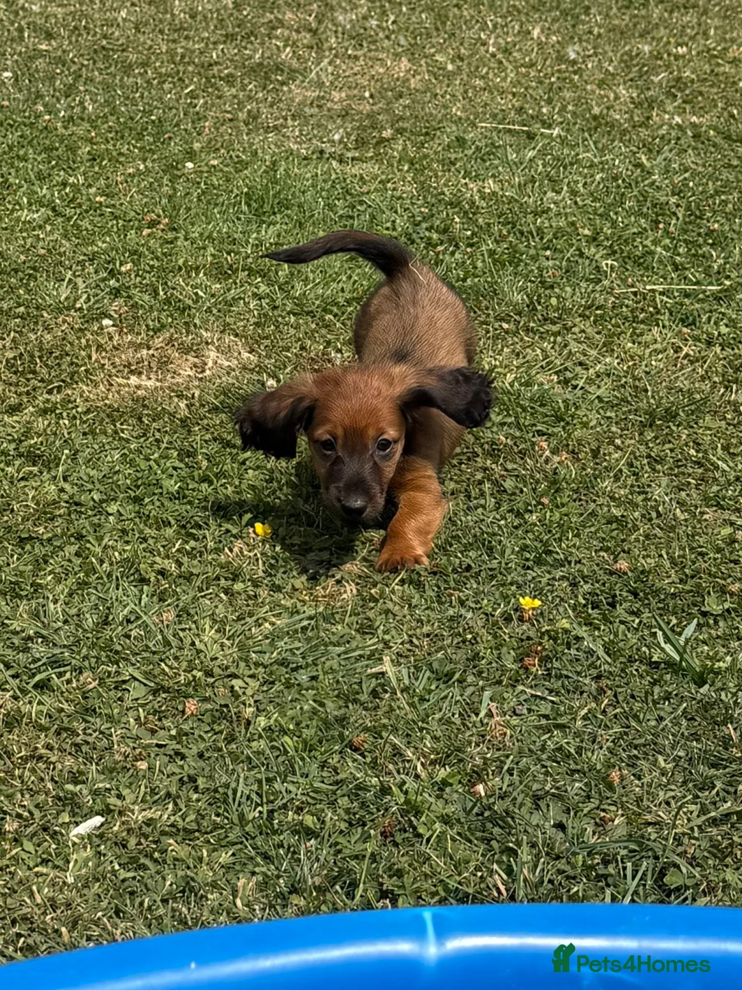 Dachshund dogs for sale: Dachshund puppies  - Advert 6