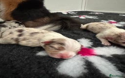 Australian Shepherd dogs for sale: Australian Shepherd Puppies - Image 1