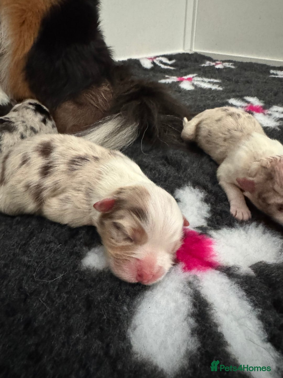 Australian Shepherd dogs for sale: Australian Shepherd Puppies - Image 1