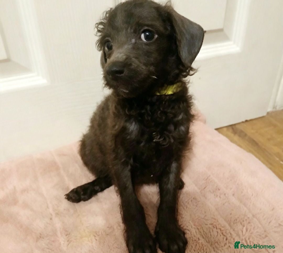 Toy Poodle dogs Viewings available🩶🩷🩶 - Advert 2