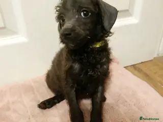 Toy Poodle dogs Viewings available🩶🩷🩶 - Advert 2