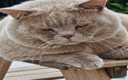 British Shorthair cats for sale: Chunky GCCF Registered Active Stud for Sale  - Image 11