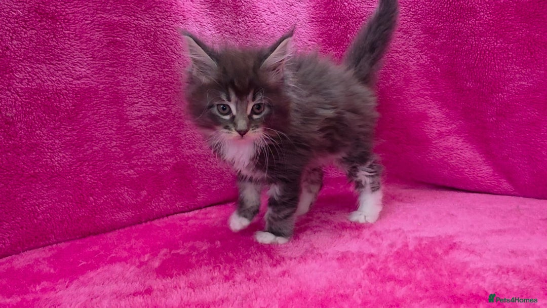 Maine Coon cats for sale: Ready December TICA beautiful Maine Coon Kittens  - Image 32