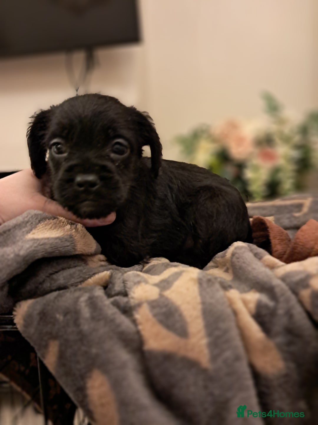 Mixed Breed dogs for sale: Froodles French bulldog x poodle - Advert 10