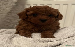 Toy Poodle dogs for sale: Stunning Fox Red Toy Poodles - Image 7