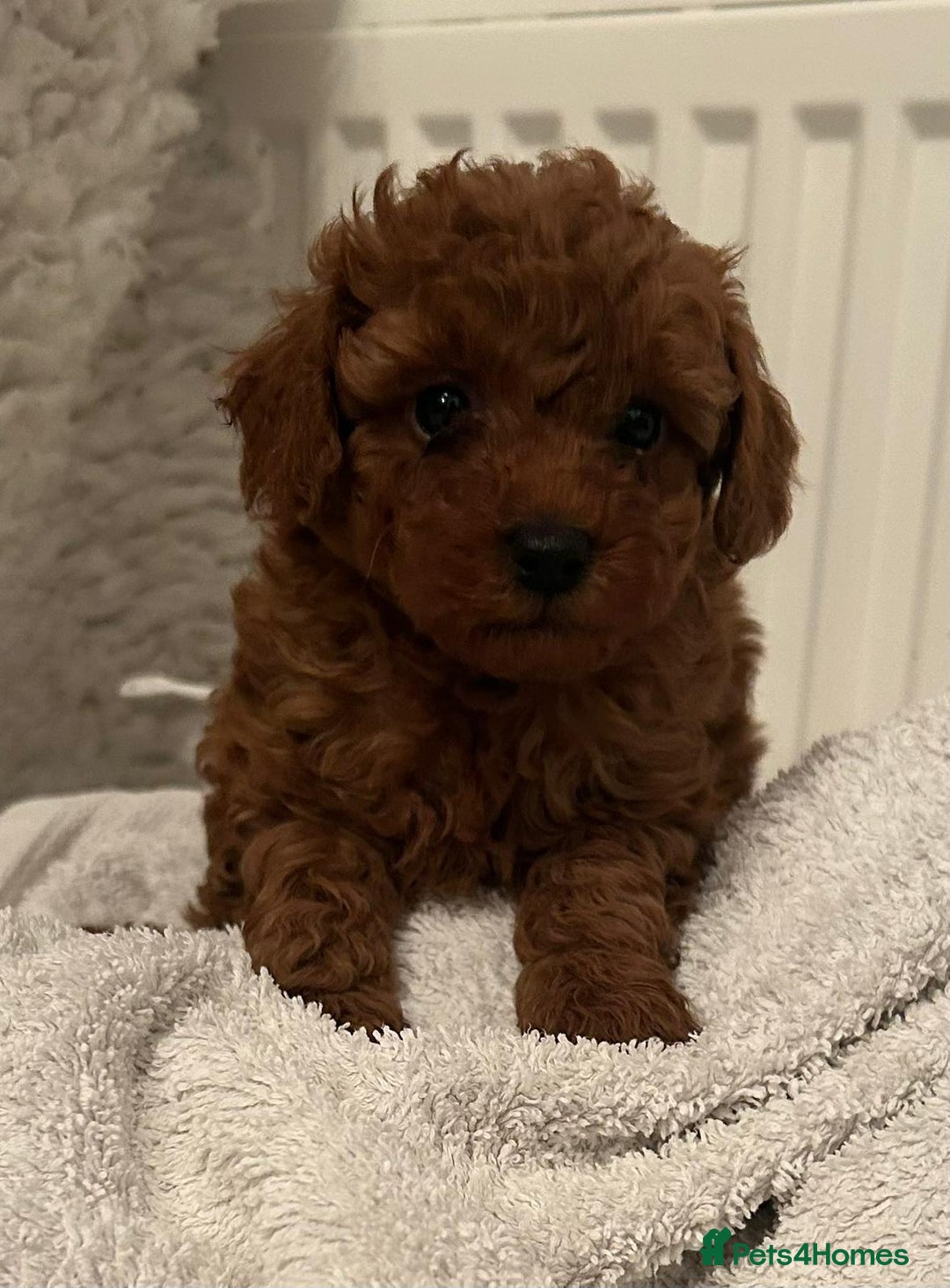 Toy Poodle dogs for sale: Stunning Fox Red Toy Poodles - Image 7