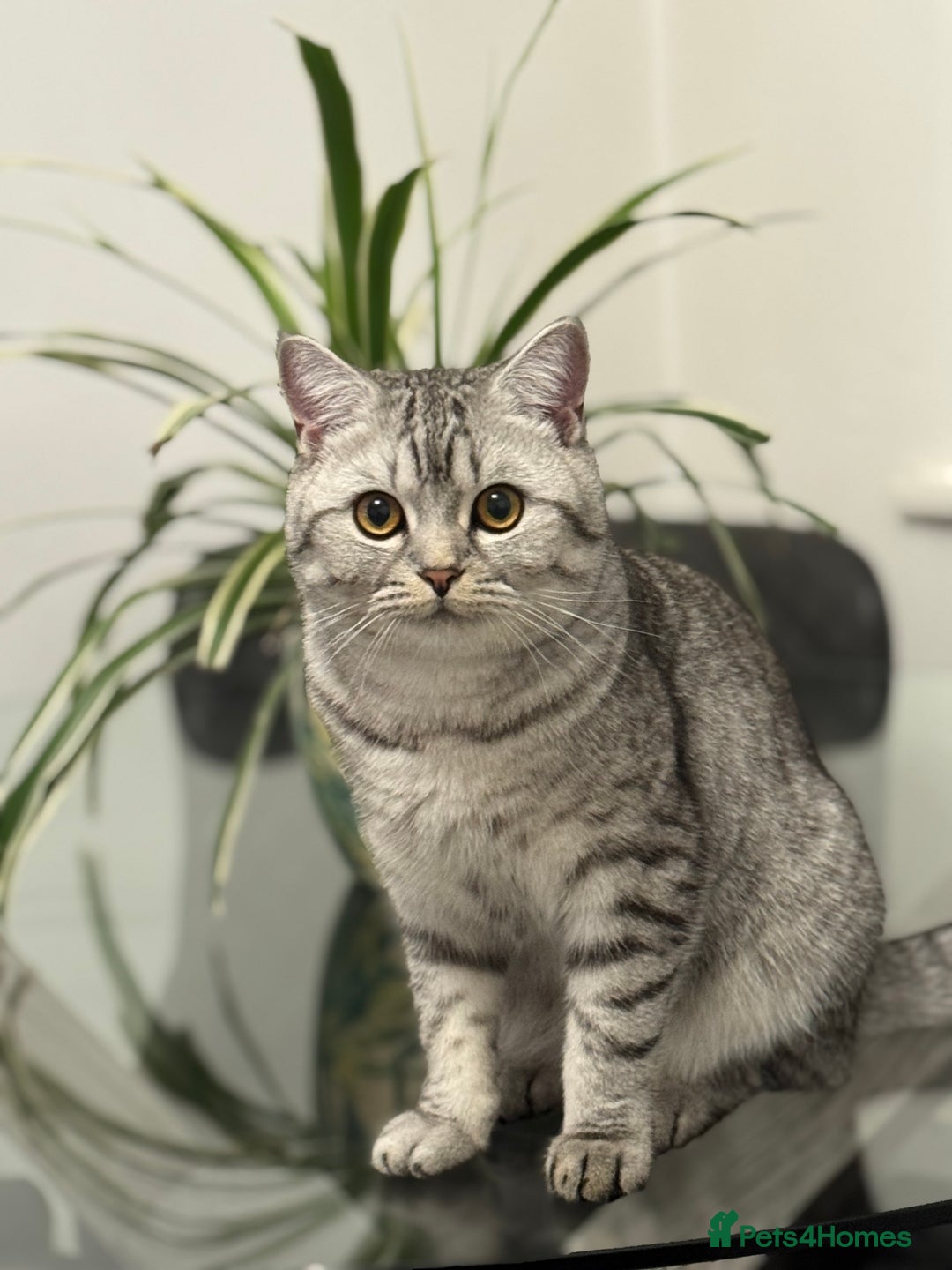 British Shorthair cats for sale: BSH Silver Tabby  - Advert 3