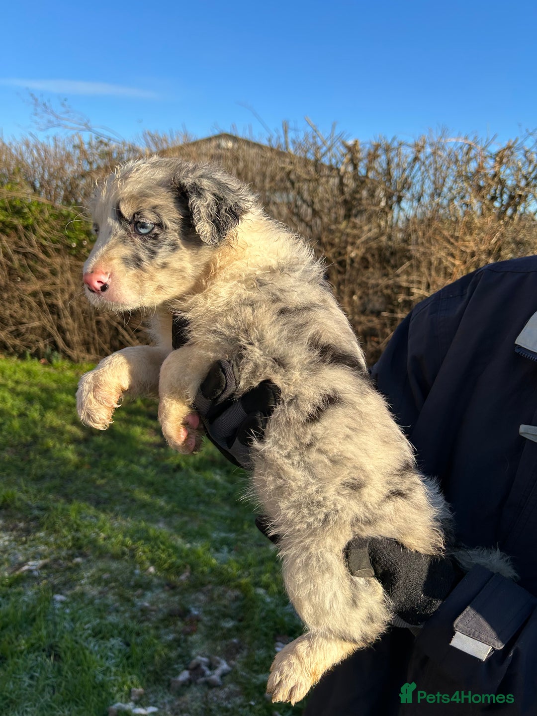 Border Collie dogs for sale: BEAUTIFUL BORDER COLLIE PUPS - Advert 13