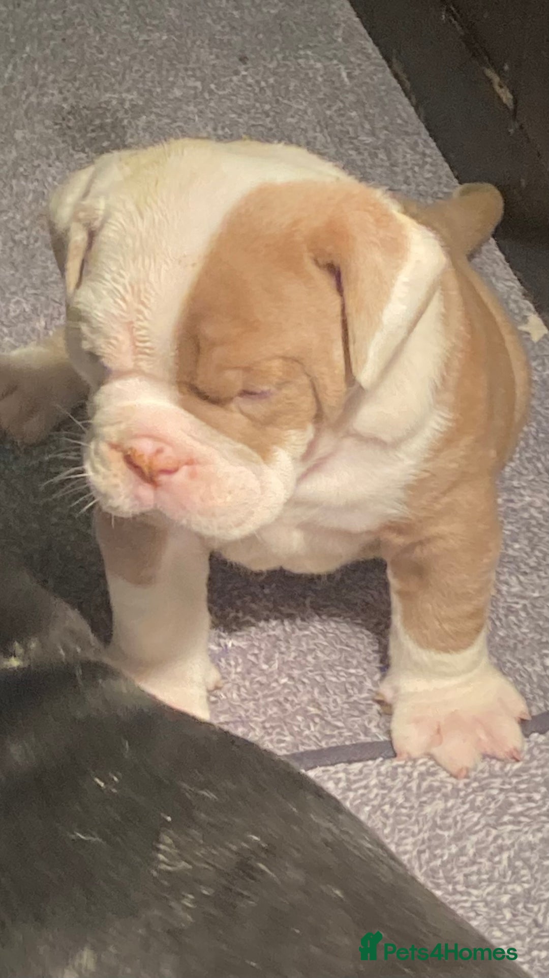 Olde English Bulldogge dogs for sale: Old English bulldog puppies GENERATIONAL - Advert 25