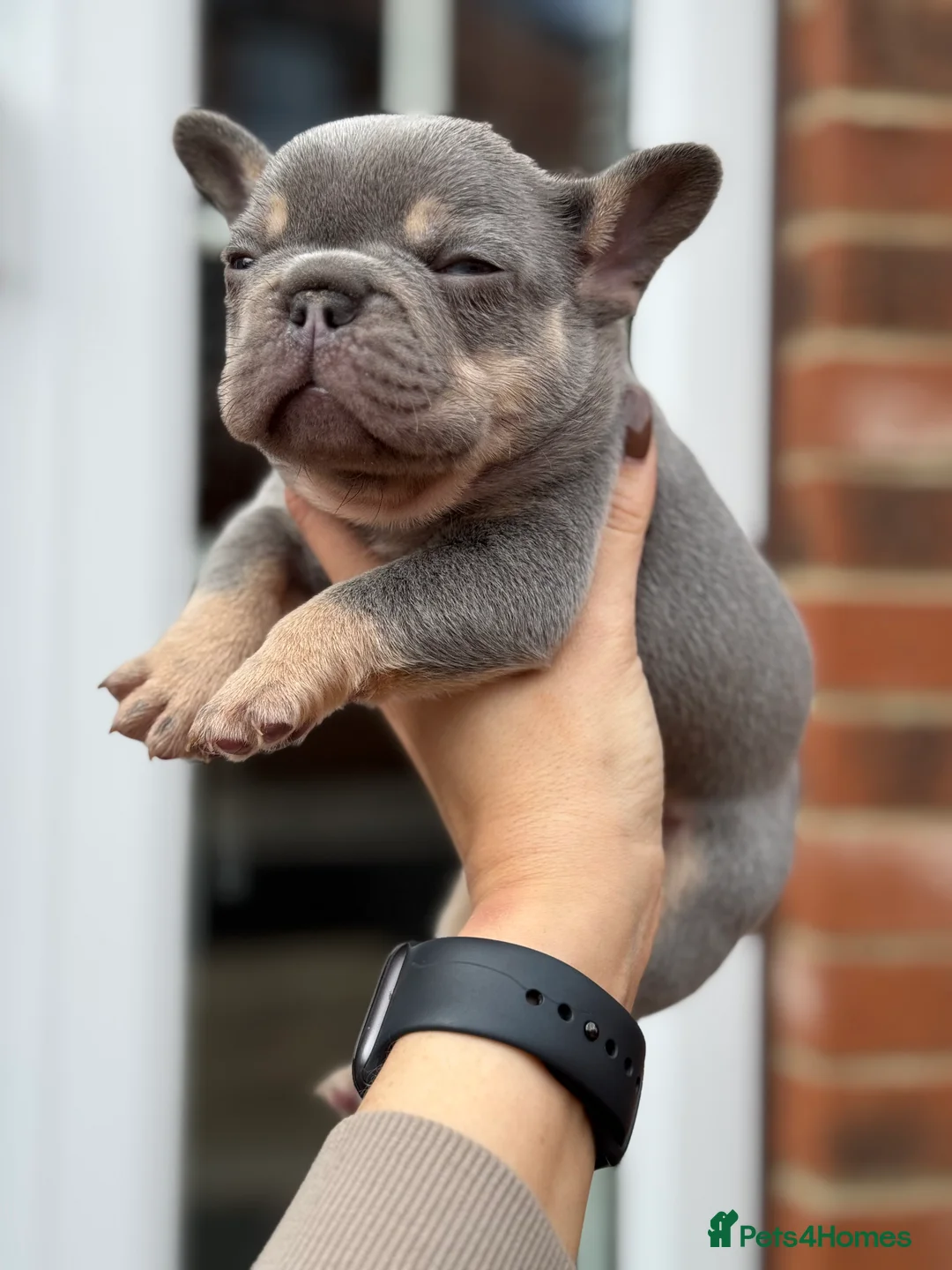 French Bulldog dogs for stud: L4 FLUFFY STUD - LILAC & TAN in Consett - Advert 13