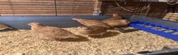 Quail poultry for sale: Female quail. POL. Laying hens.  - Advert 4